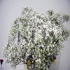 million star gypsophila flowers